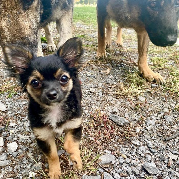 Dog Guard of Maryland Image