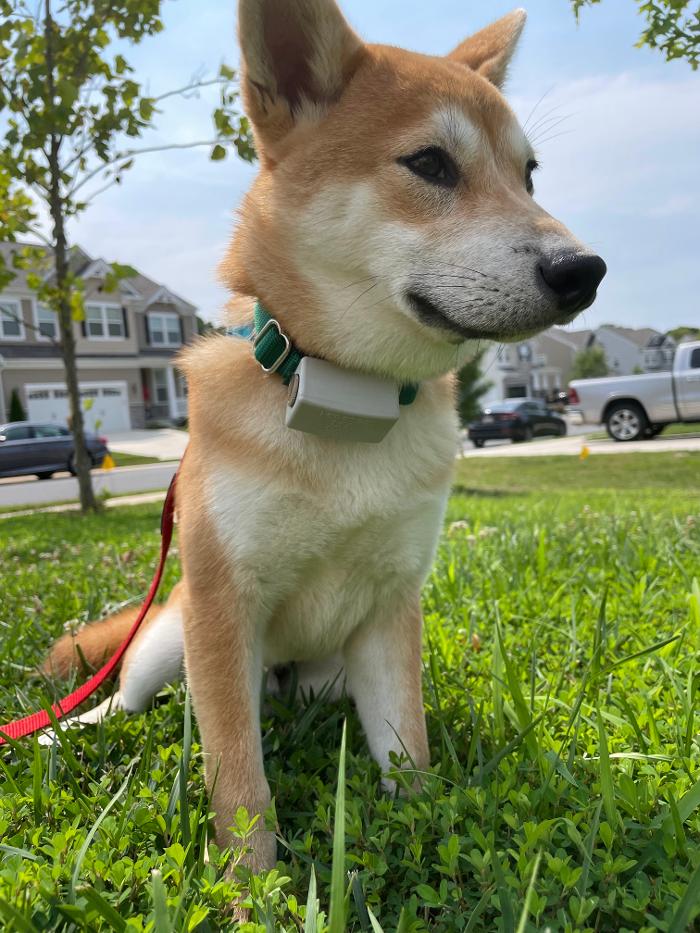 Dog Guard of Maryland Image