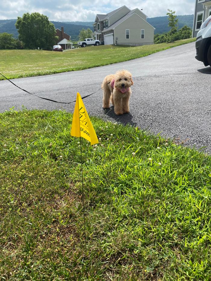 Dog Guard of Maryland Image