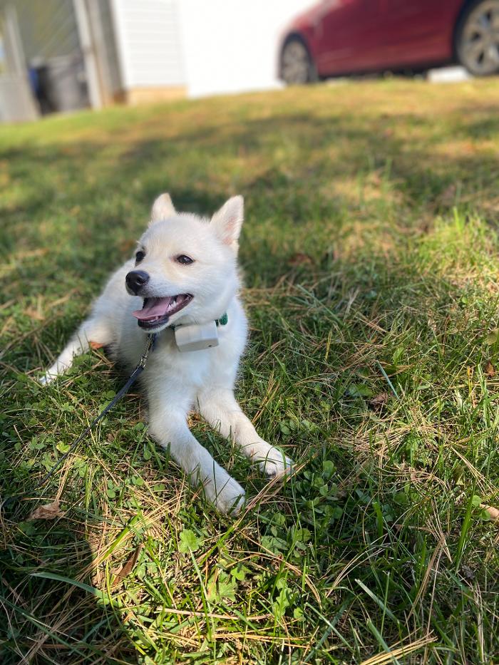 Dog Guard of Maryland Image
