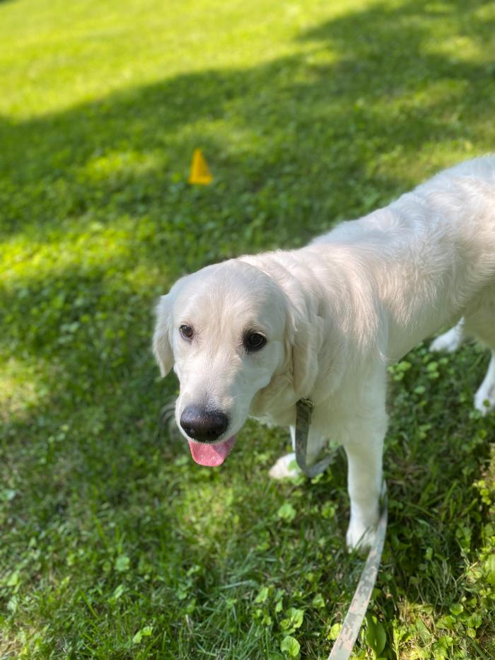 Dog Guard of Maryland Image