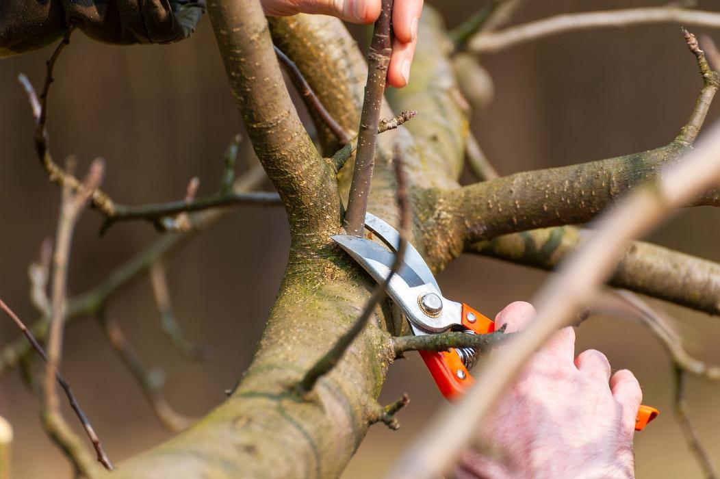 Southside Land and Tree Service - Gastonia, NC