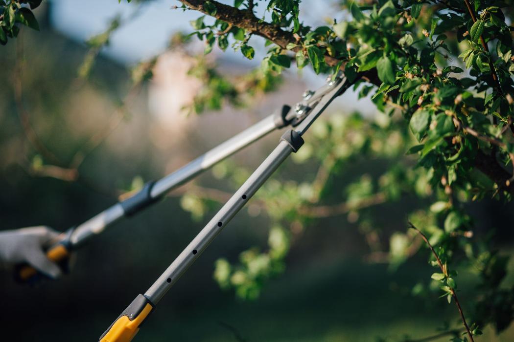 Southside Land and Tree Service - Gastonia, NC