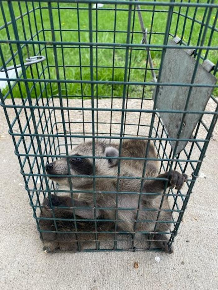 Bats and Bugs Pest Solutions - Ankeny, IA