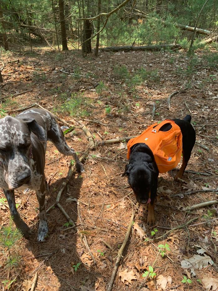 Canine Behavioral Services Inc. Image