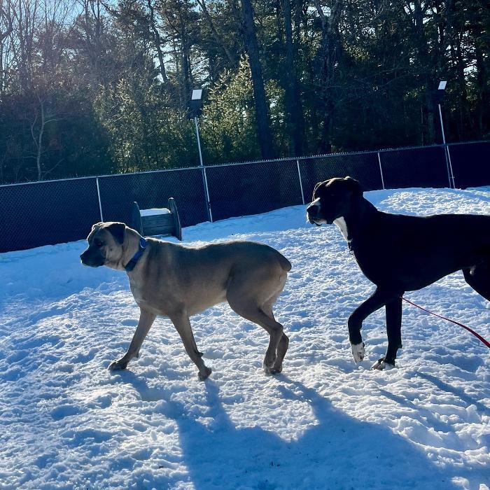 Canine Behavioral Services Inc. Image