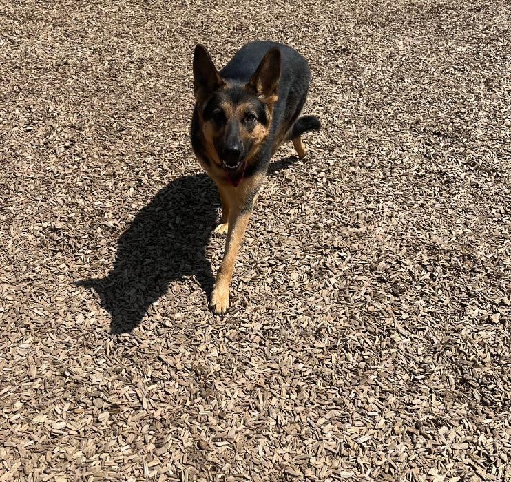 Canine Behavioral Services Inc. Image