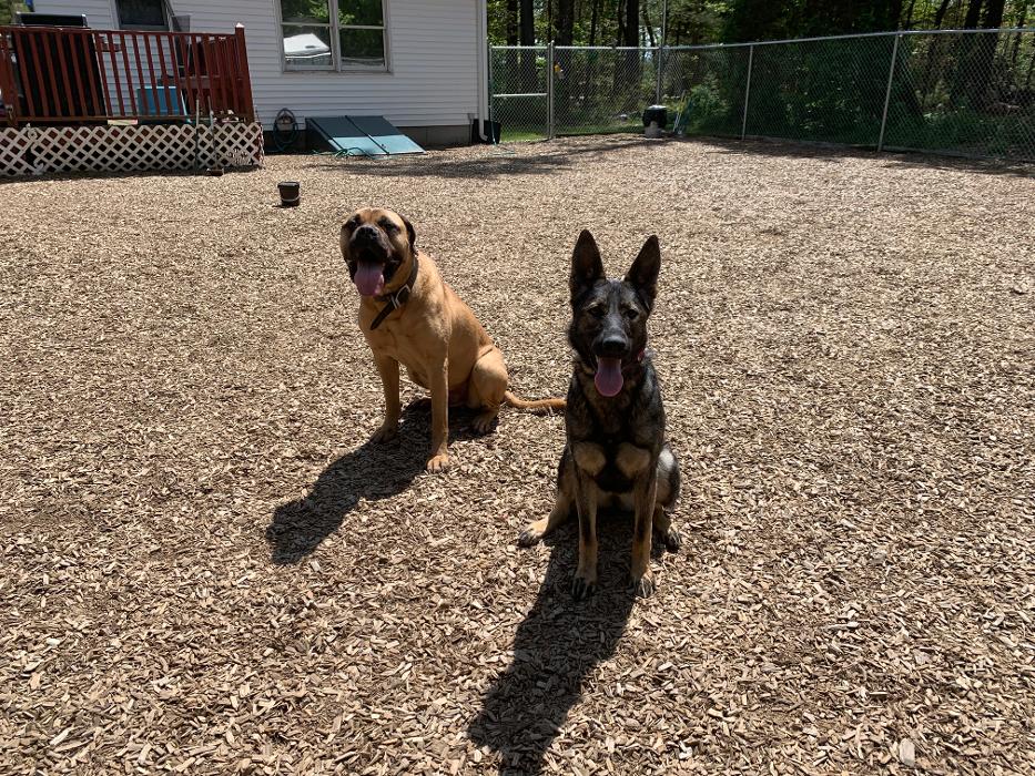 Canine Behavioral Services Inc. Image