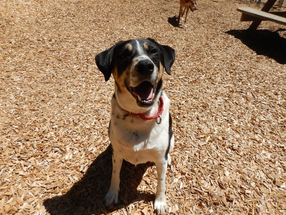 Canine Behavioral Services Inc. Image