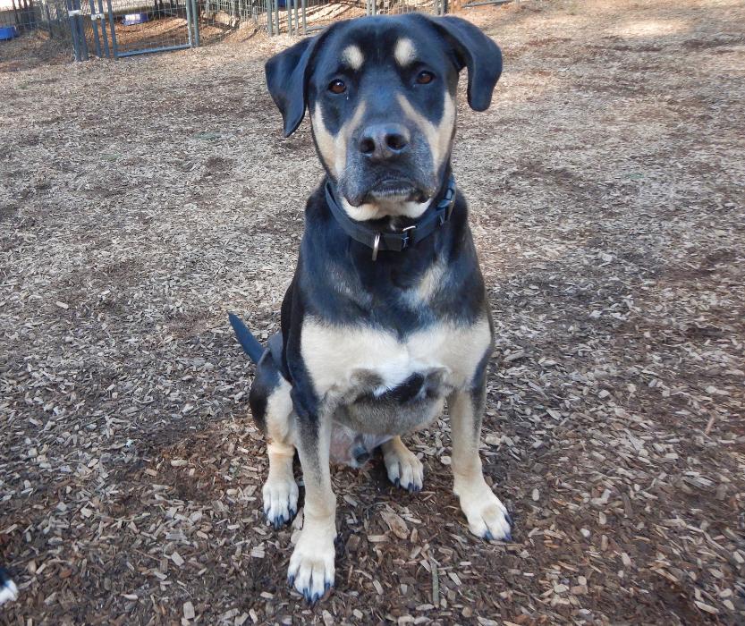 Canine Behavioral Services Inc. Image