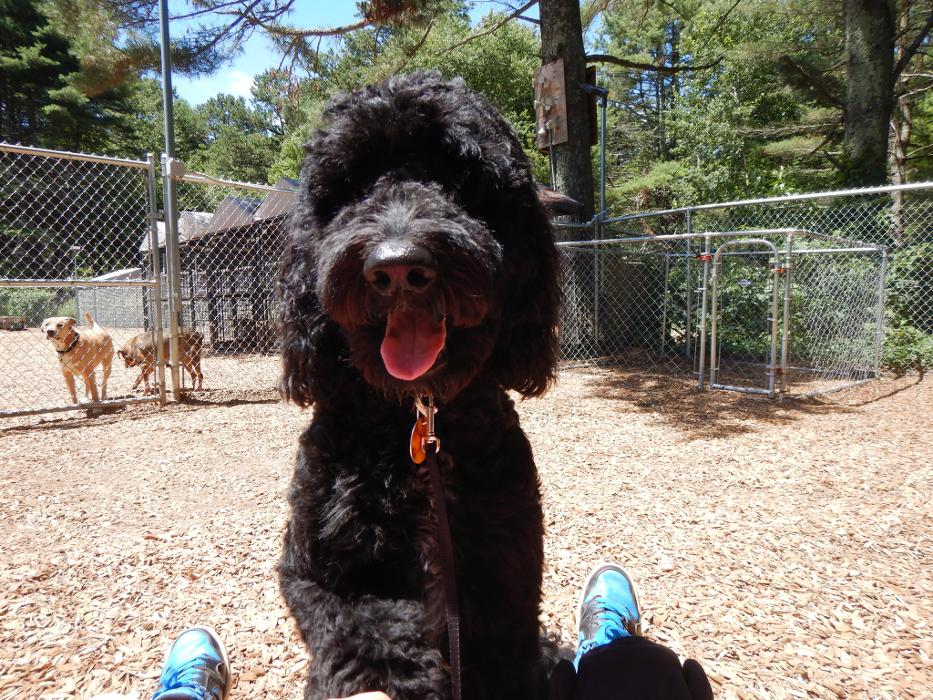 Canine Behavioral Services Inc. Image