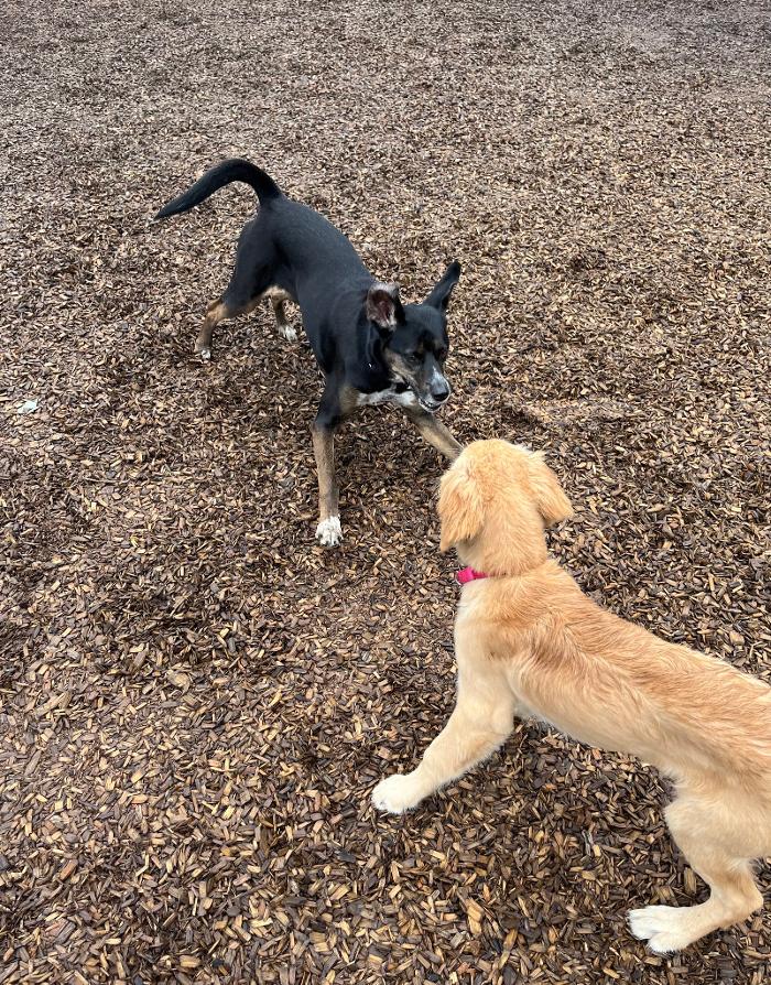 Canine Behavioral Services Inc. Image