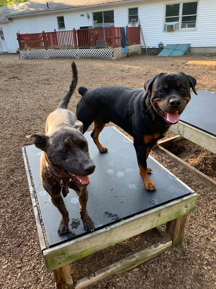 Canine Behavioral Services Inc. Image