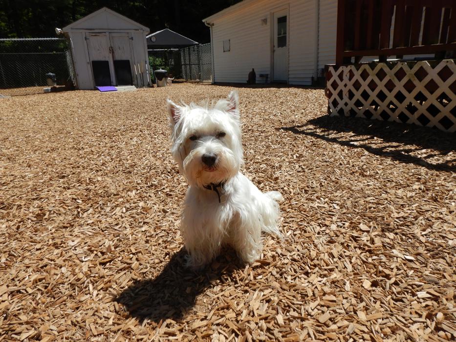 Canine Behavioral Services Inc. Image