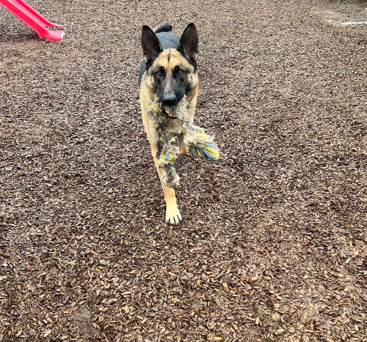 Canine Behavioral Services Inc. Image