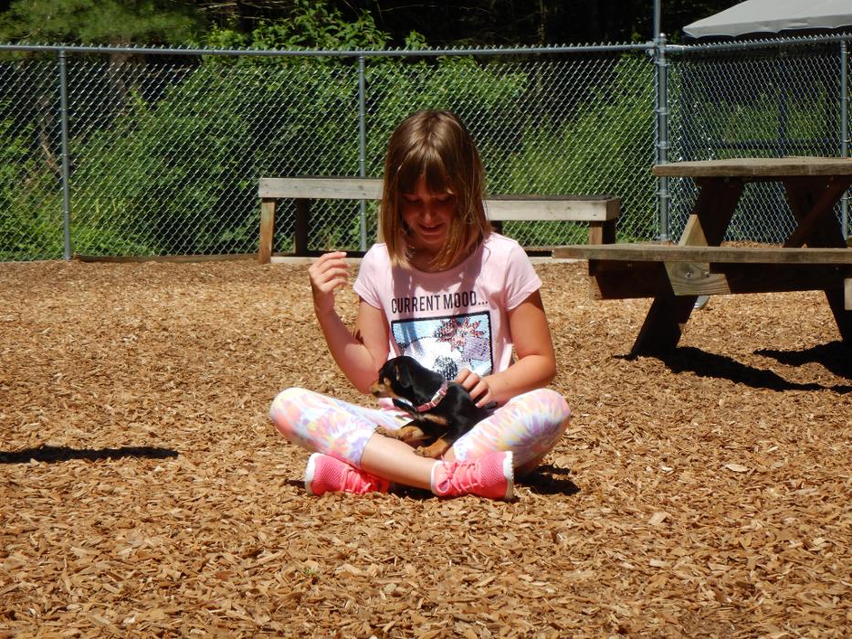 Canine Behavioral Services Inc. Image