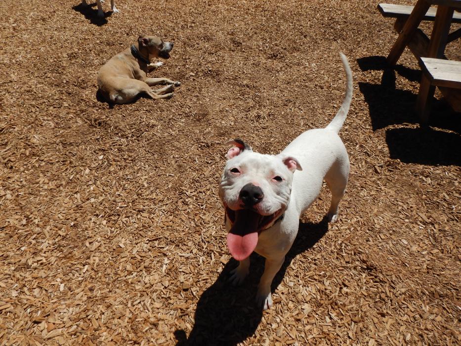 Canine Behavioral Services Inc. Image