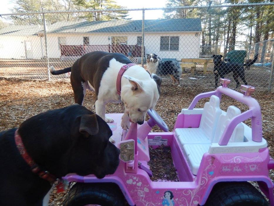 Canine Behavioral Services Inc. Image