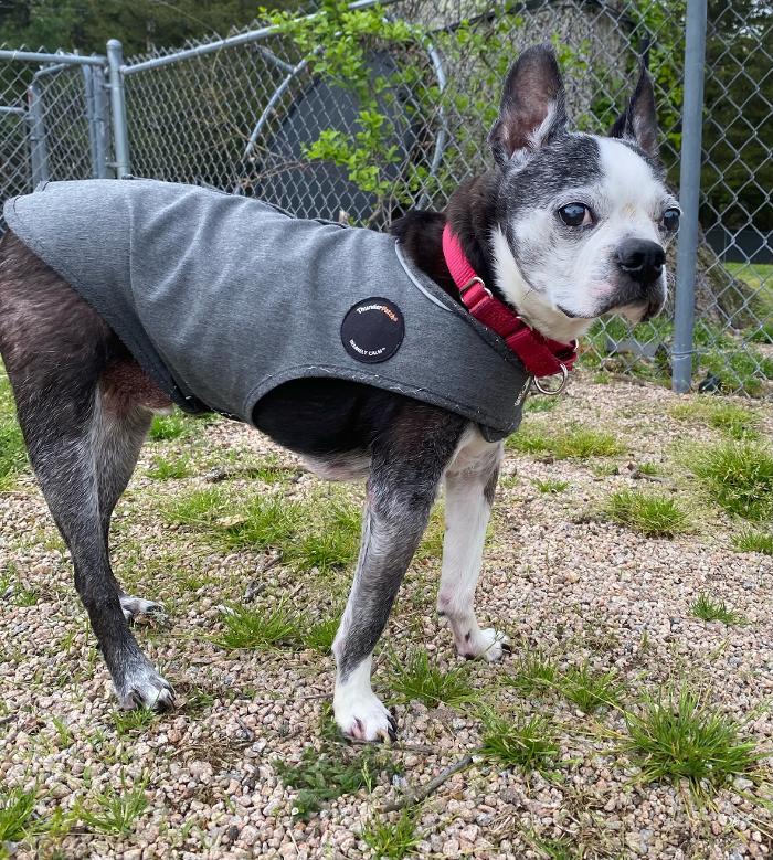 Canine Behavioral Services Inc. Image