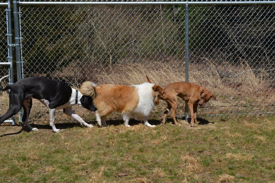 Canine Behavioral Services Inc. Image