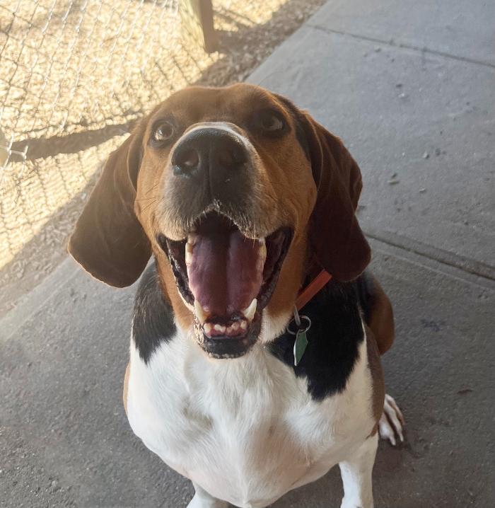 Canine Behavioral Services Inc. Image