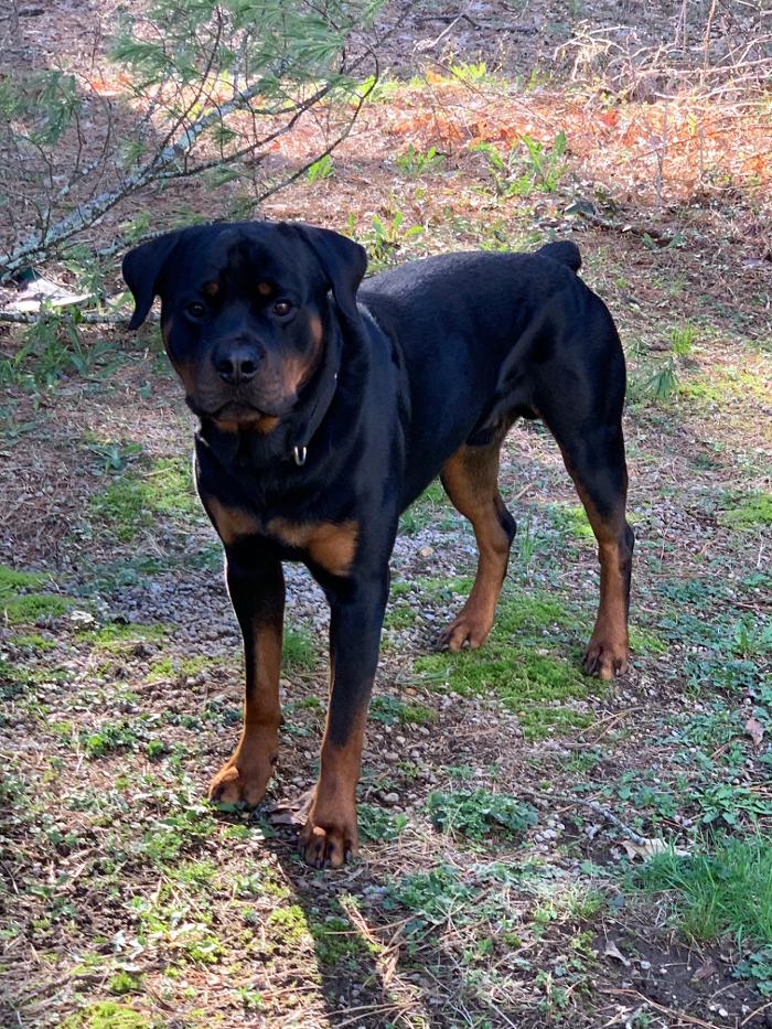 Canine Behavioral Services Inc. Image