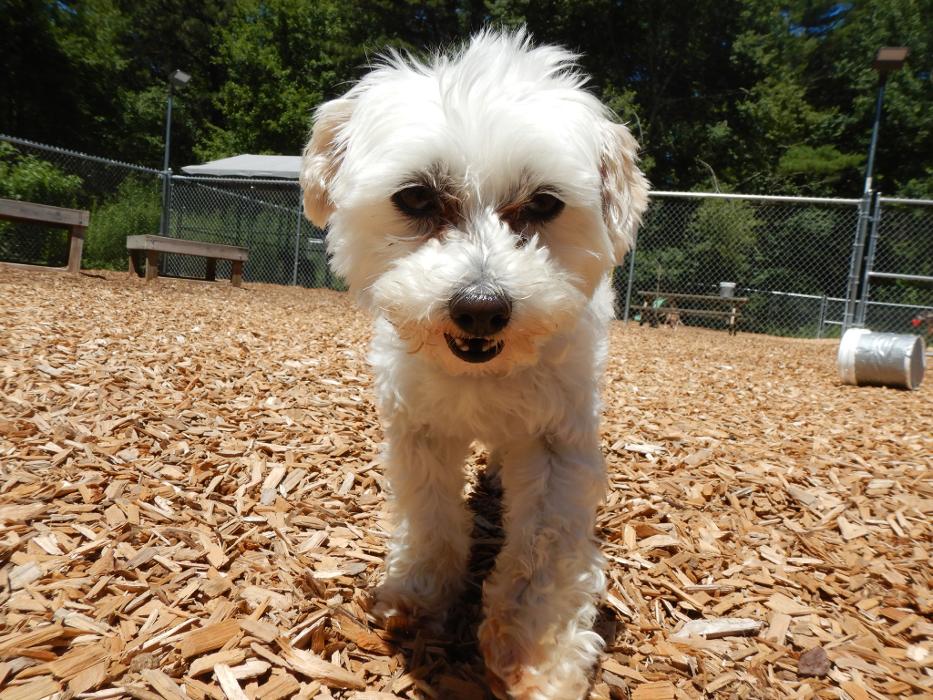 Canine Behavioral Services Inc. Image