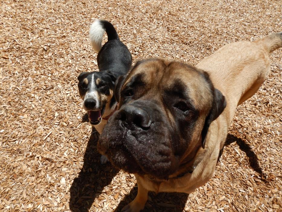 Canine Behavioral Services Inc. Image