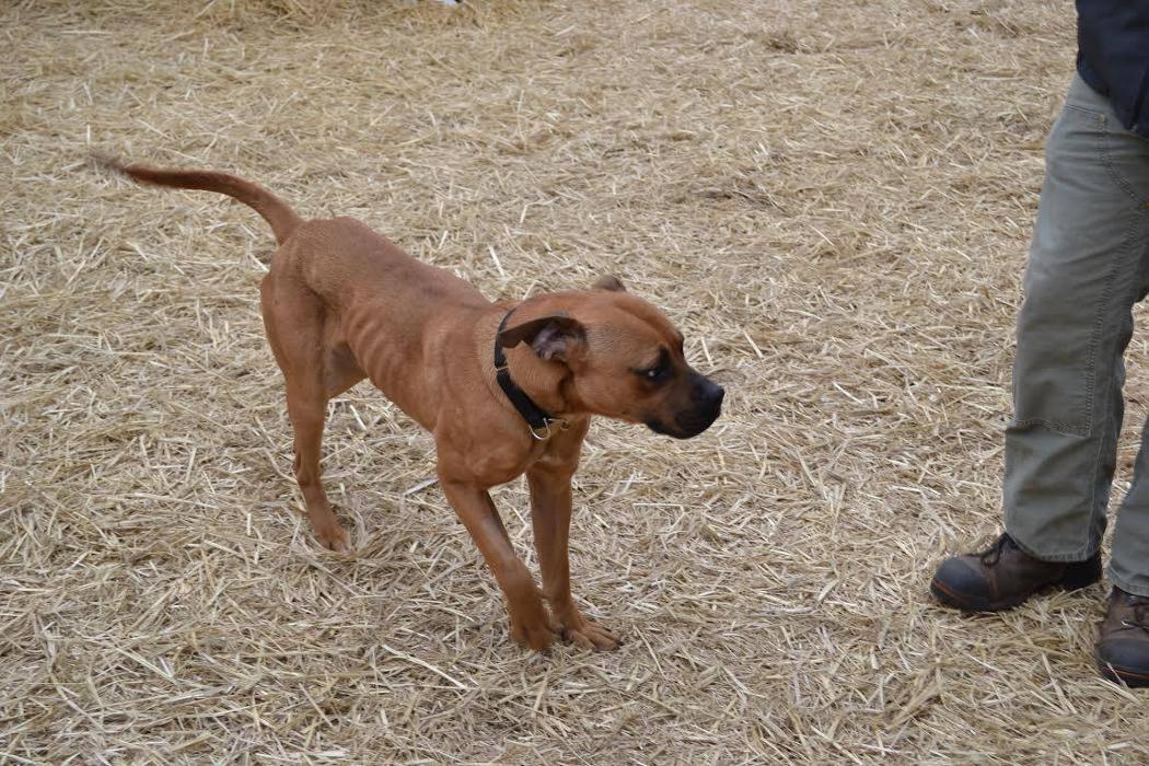 Canine Behavioral Services Inc. Image