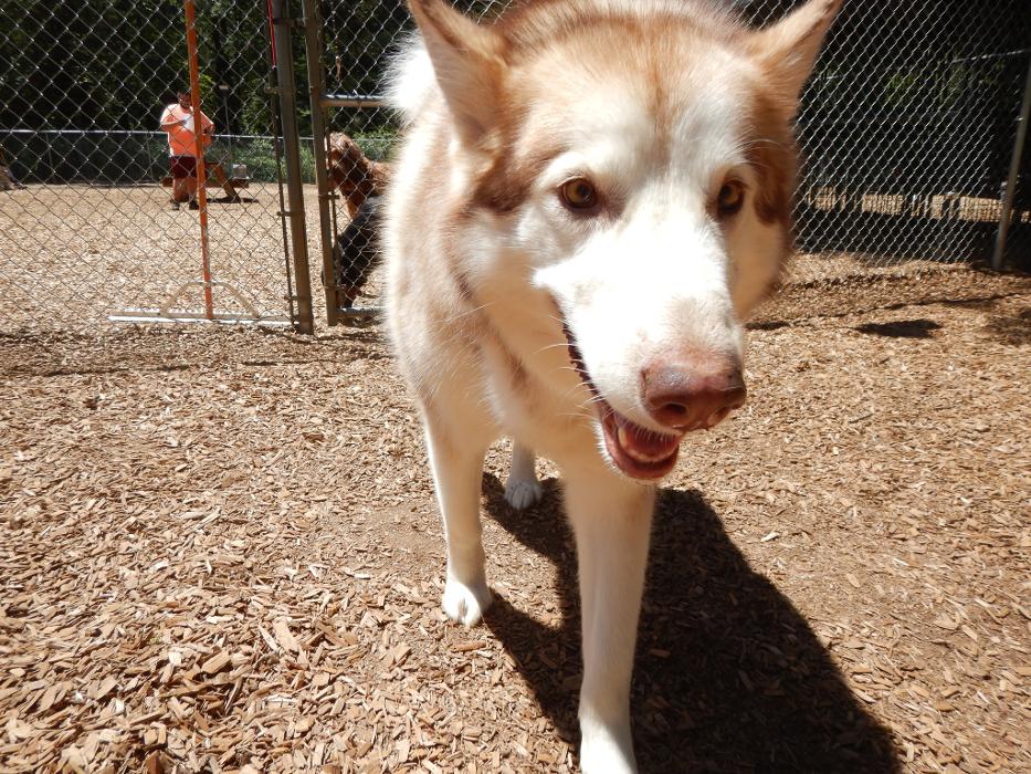 Canine Behavioral Services Inc. Image