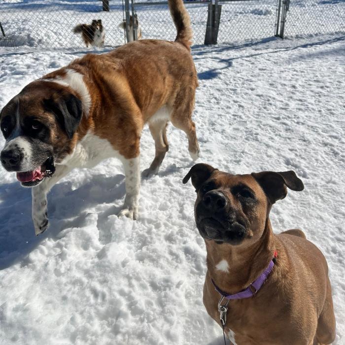 Canine Behavioral Services Inc. Image