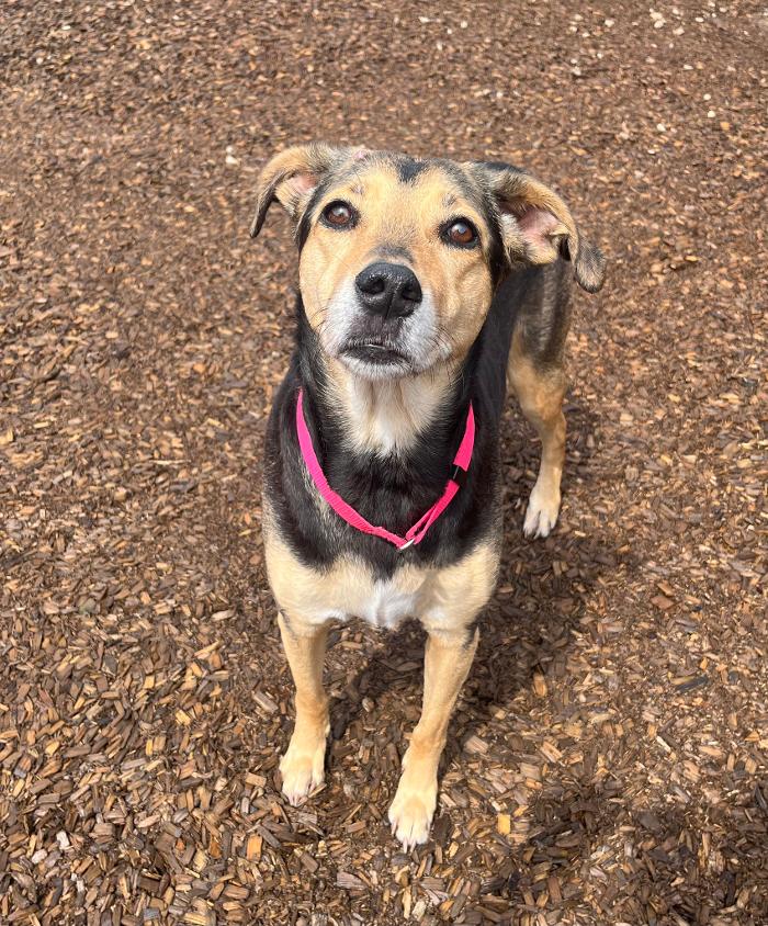 Canine Behavioral Services Inc. Image