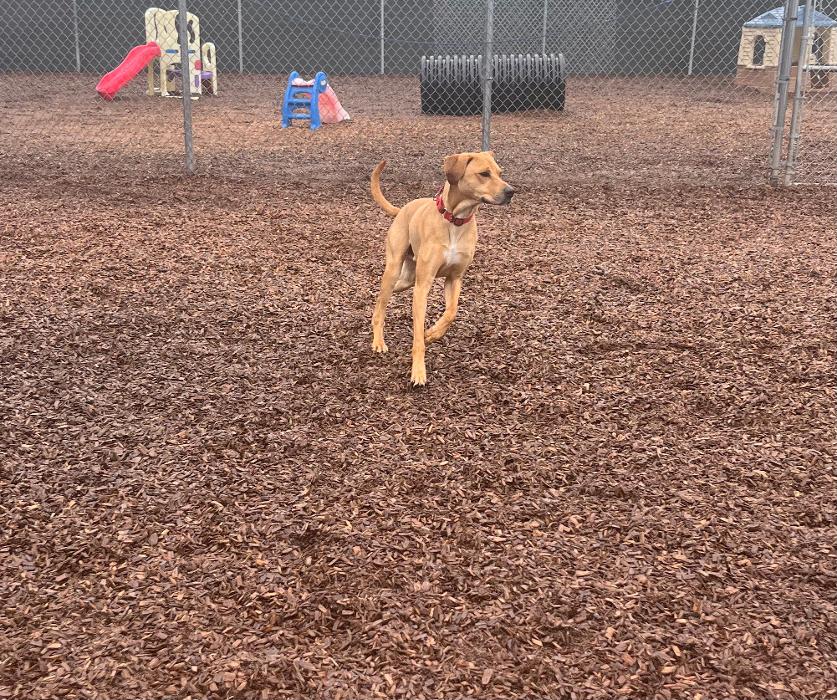 Canine Behavioral Services Inc. Image