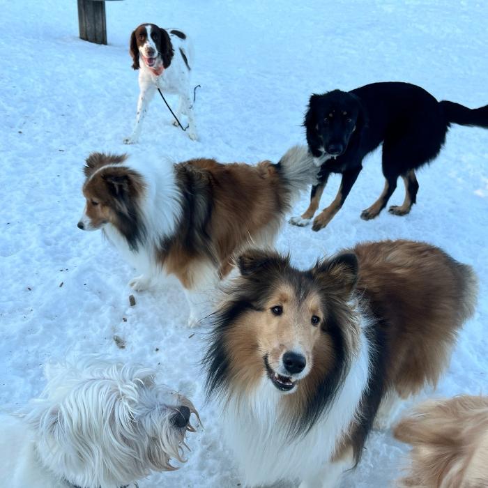 Canine Behavioral Services Inc. Image