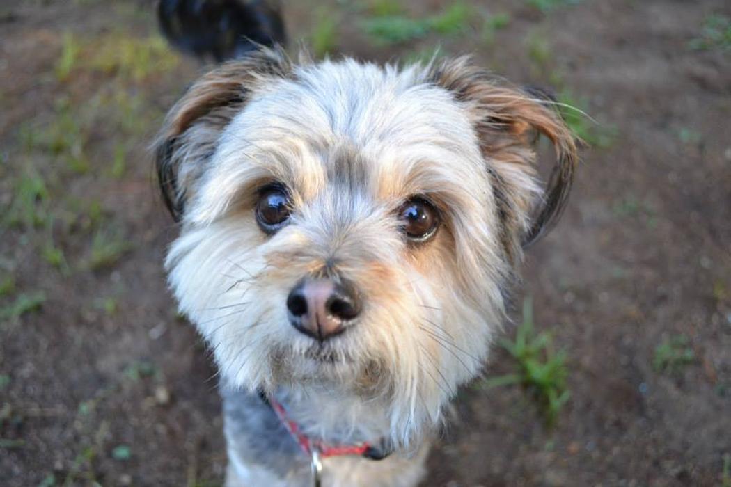 Canine Behavioral Services Inc. Image