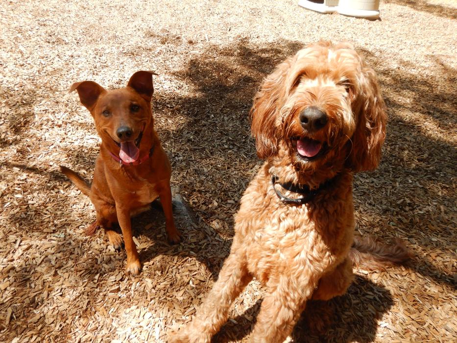 Canine Behavioral Services Inc. Image