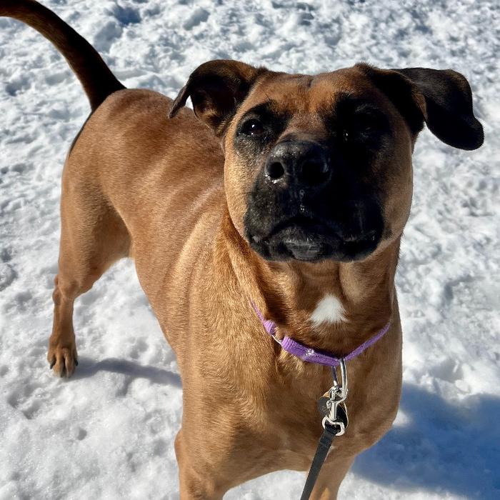 Canine Behavioral Services Inc. Image