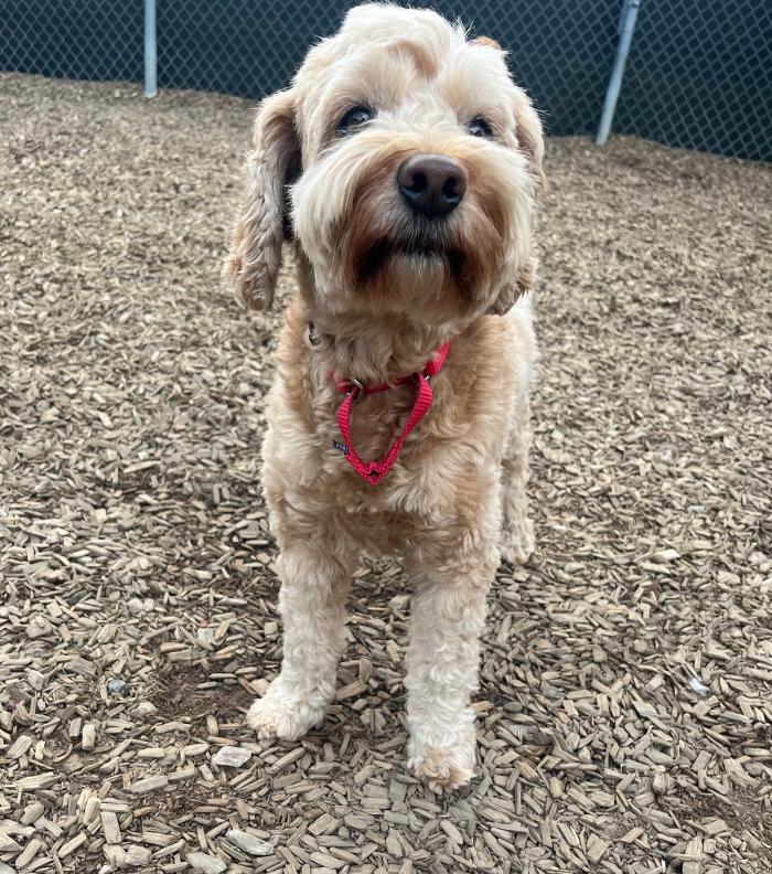 Canine Behavioral Services Inc. Image