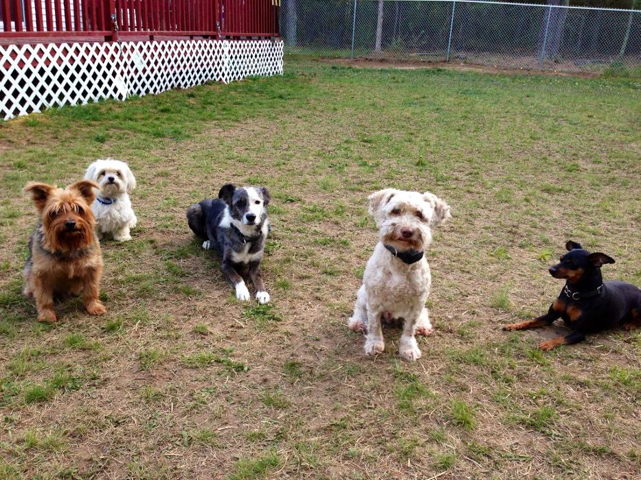 Canine Behavioral Services Inc. Logo