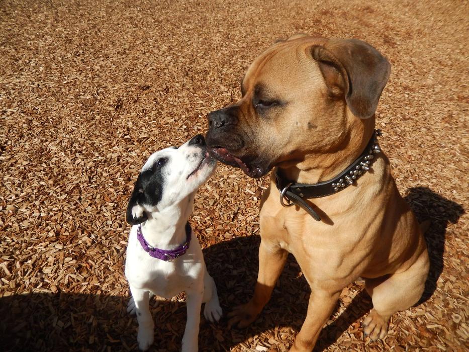 Canine Behavioral Services Inc. Image