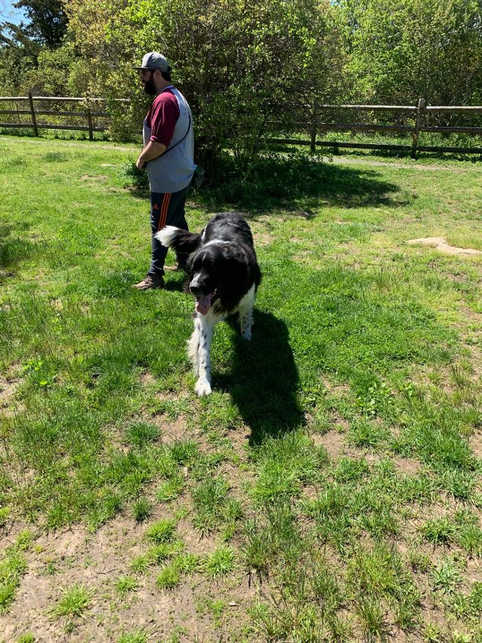 Canine Behavioral Services Inc. Image