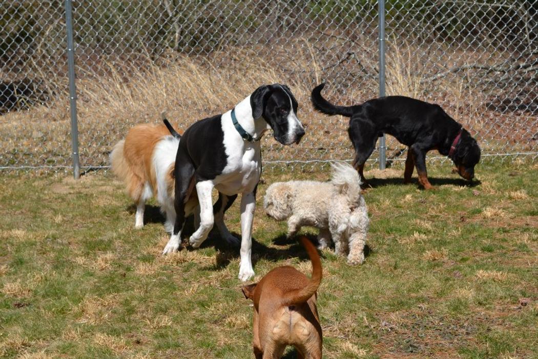 Canine Behavioral Services Inc. Image