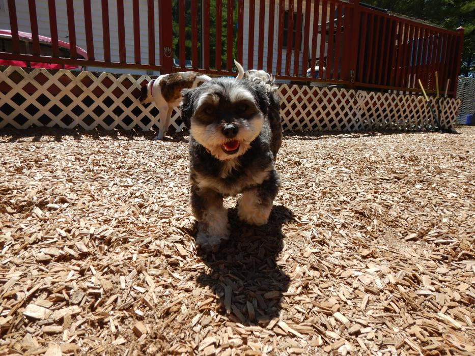 Canine Behavioral Services Inc. Image