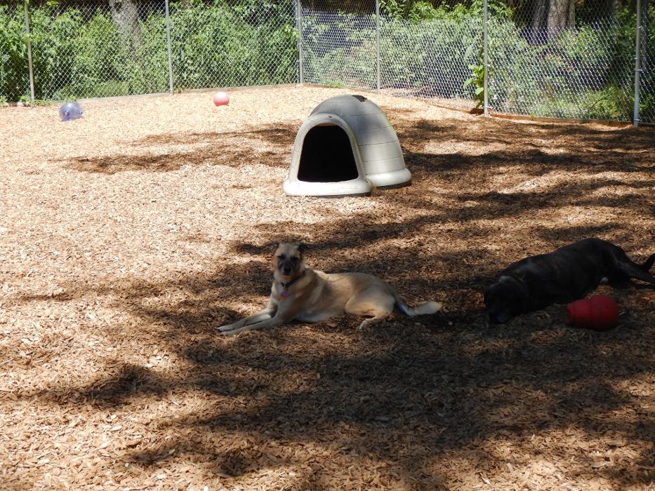 Canine Behavioral Services Inc. Image