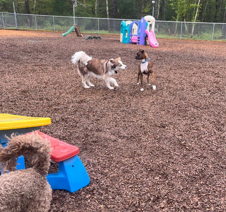 Canine Behavioral Services Inc. Image