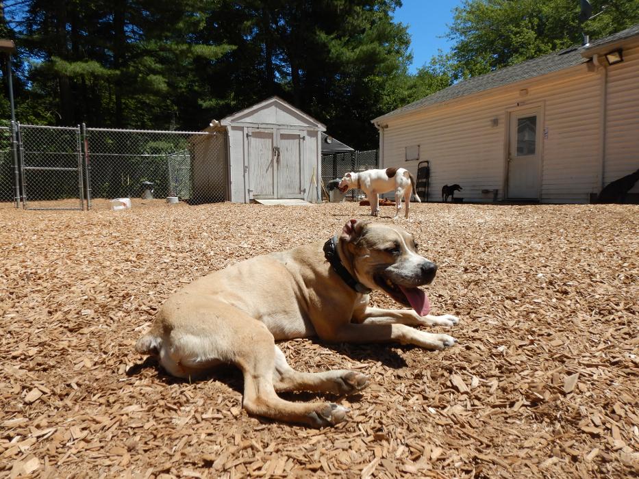 Canine Behavioral Services Inc. Image