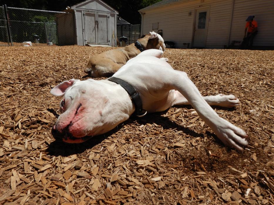 Canine Behavioral Services Inc. Image