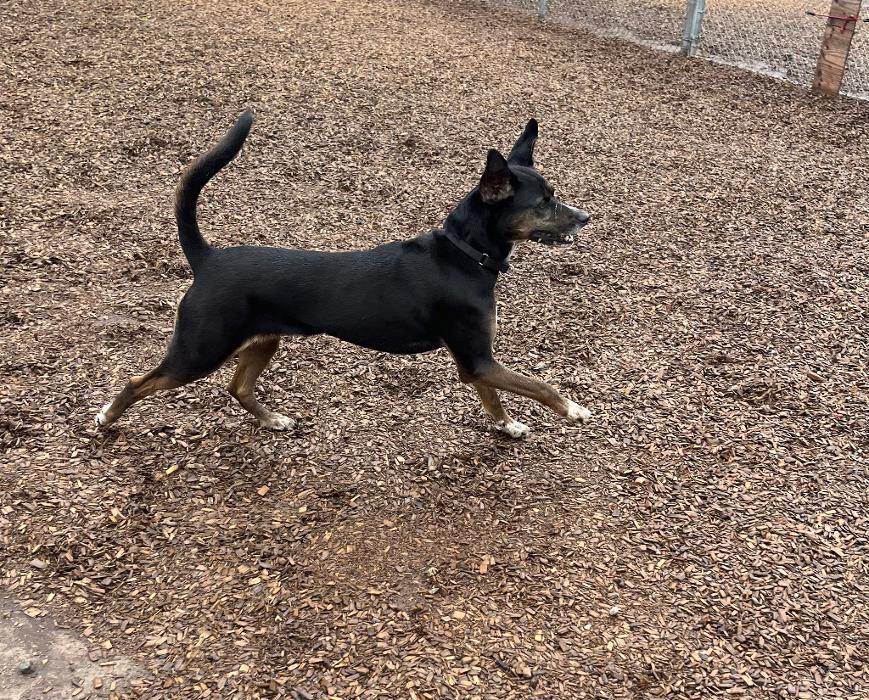 Canine Behavioral Services Inc. Image