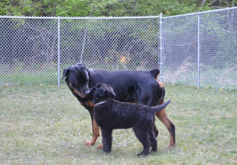 Canine Behavioral Services Inc. Image