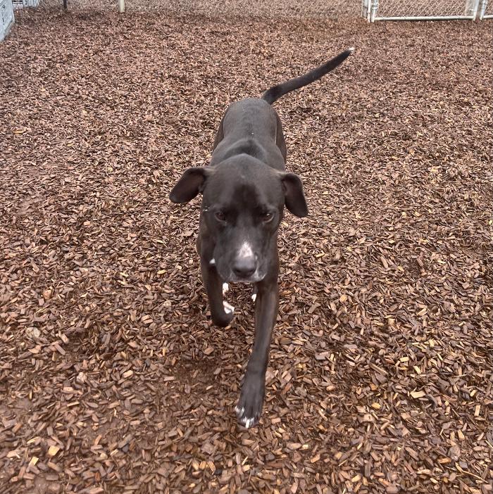 Canine Behavioral Services Inc. Image